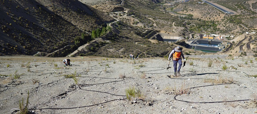 Finalizó la plantación en el muro para la fitoestabilización del Tranque Quillayes